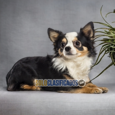 CHIHUAHUA DE PELO LARGO            IT WILL BE YOUR BEST COMPANY F... 