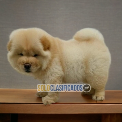 Hermoso cachorro Chow Chow... 