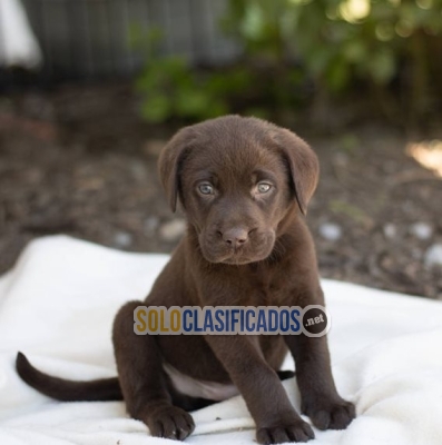 Adorable Labrador Retriever puppies Available... 