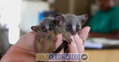 bebés arbustos listos para ir a sus nuevos hogares (Galago)... 