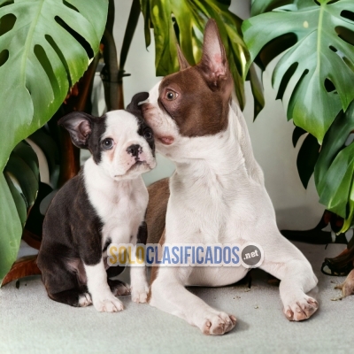 Preciosos y saludables Boston terrier... 