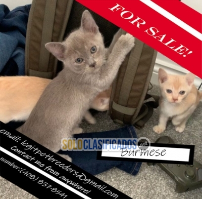 Burmese kittens for sale... 