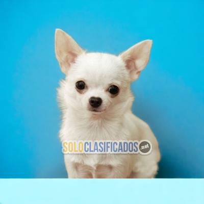 Beautiful puppies available CHIHUAHUA PELO LARGO with the best ma... 