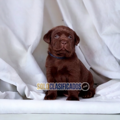 PUPPY ENTERS LABRADOR RETRIVIER CHOCOLATE... 