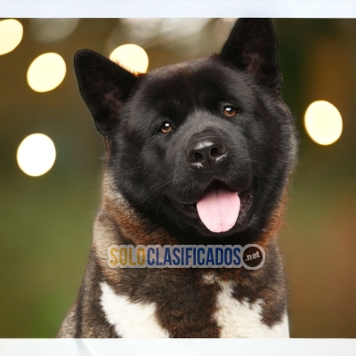 Cachorros adorables akita americano... 