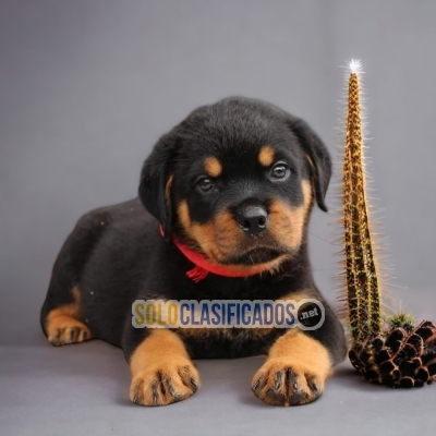 DISPONIBLES/AVAILABLE MASCOTAS/PETS ROTTWEILER... 