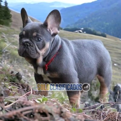 Beautiful puppies available EXOTIC FRENCH BULLDOGS... 
