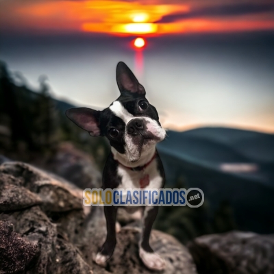 HEMROSOS BOSTON TERRIER... 