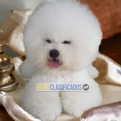 BICHON FRISE NORTH C... 