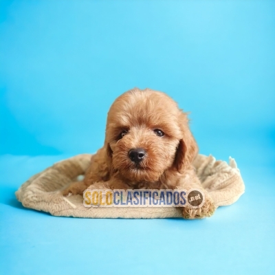 Hermosos cachorros disponibles FRENCH POODLE APRICOT... 