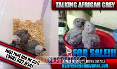 Talking african grey parrots for sale now!... 