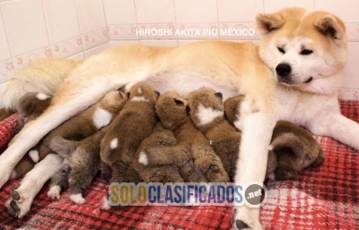 Cachorros Disponibles Akita Inu Shipping to the entire United Sta... 