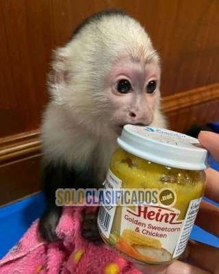 adorables monos capuchinos a la venta dcfaa... 