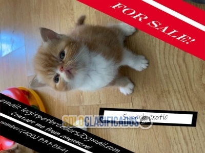 Superb exotic kittens for sale now... 