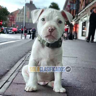 Pitbull Charming Puppies... 