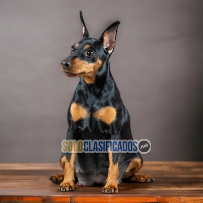 DOBERMAN MINIATURA NEGRO FUEGO LIKE DOG LOVE THERE IS NONE... 