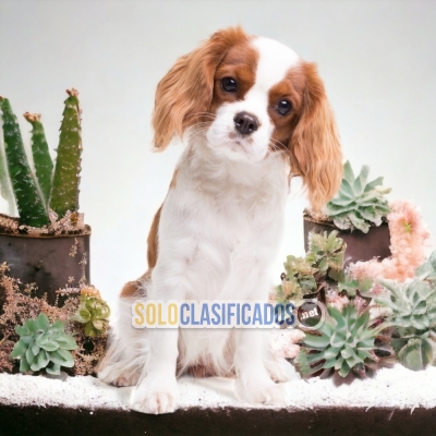 2 CAVALIER KING CHARLES SPANISH... 