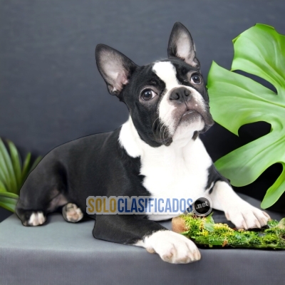 Boston Terrier Take Me Home Great Price... 