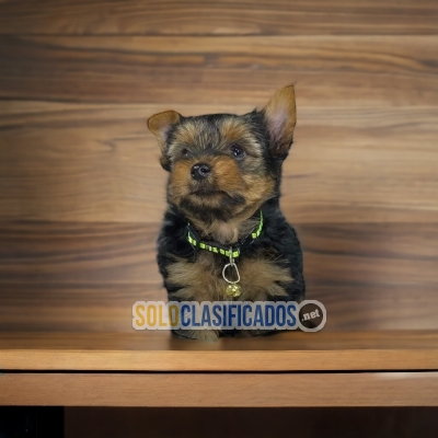 Disponibles canes de raza Yorkie... 