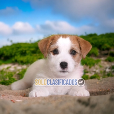 Jack Rusell Terrier Wonderful Puppies... 