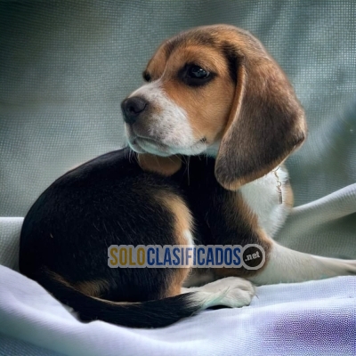 PERROS BEAGLE HARRIER DISPONIBLE... 