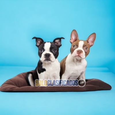Cute and Friendly Boston Terrier Puppies... 