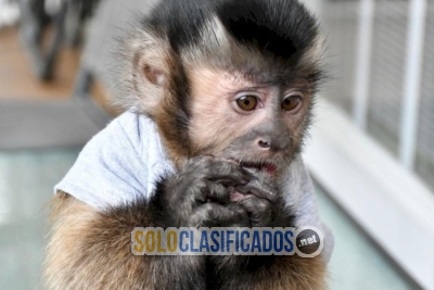 mono capuchino blanco en venta   FFHYIJVGGFF... 