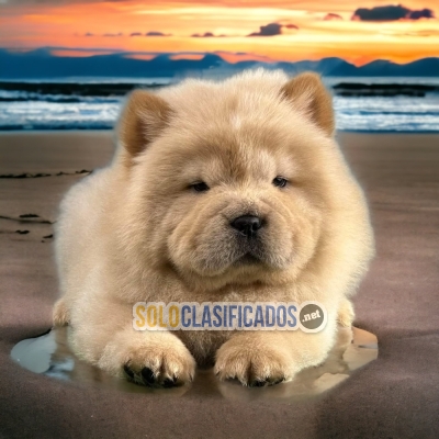 PRECIOSO CHOW CHOW... 