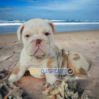 Beautiful and Lovely English Bulldog Puppies... 