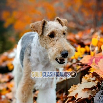 LINDO CACHORRO  FOX TERRIER DE PELÓ CORTO... 