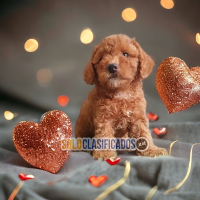 Hermosos cachorritos de raza French Poodle Apricot... 