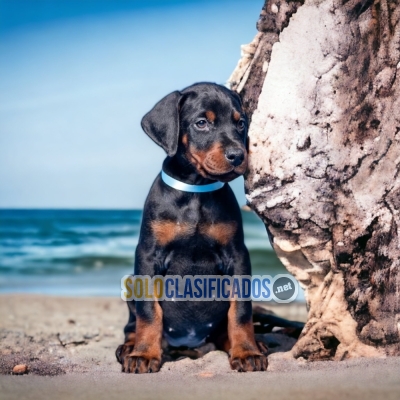 SALES  DOBERMAN... 