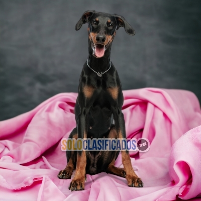 PERROS DOBERMAN GRANDE NEGRO FUEGO DISPONIBLE... 