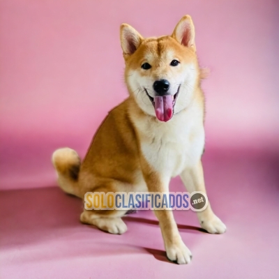 japanes  akita inu... 