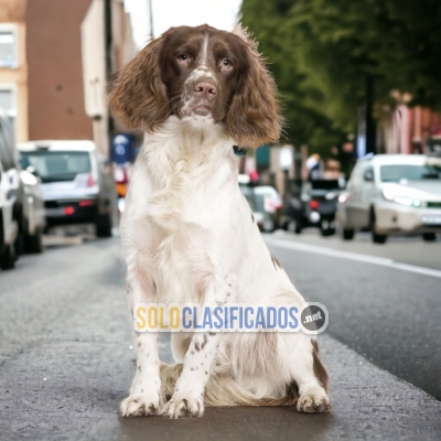 ENCANTADOR CACHORRO SPRINGER SPANIEL... 