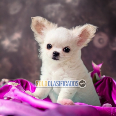 SALE OF BEUTIFUL PUPPIES OF CHIHUAHUA PELO LARGO... 