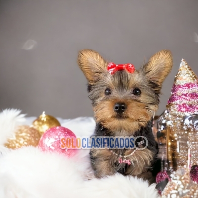 YORKSHIRE TERRIER with the best market condition... 