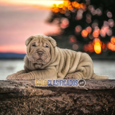 SHAR PEI       IT WILL BE YOUR COMPANION AND BEST COMPANY FROM NO... 