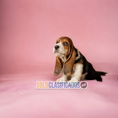 Beautiful puppies: Basset hound... 