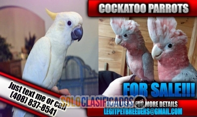 Cockatoo parrots for sale now!!!... 