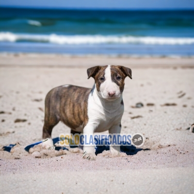 BULL TERRIER DISPONIBLE AQUI... 