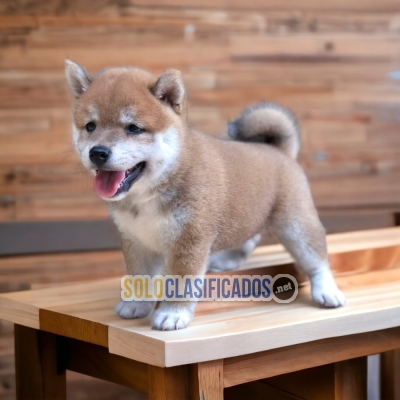 Magnificent AKITA INU JAPONES... 