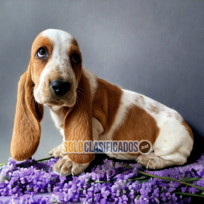 Basset Hound Your best Company... 