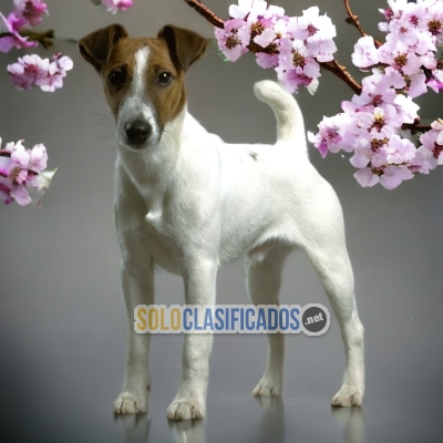 FOX TERRIER PELO CORTO HAPPINESS FOR YOUR HOME... 