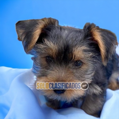 Yorkie Finos Cachorros... 