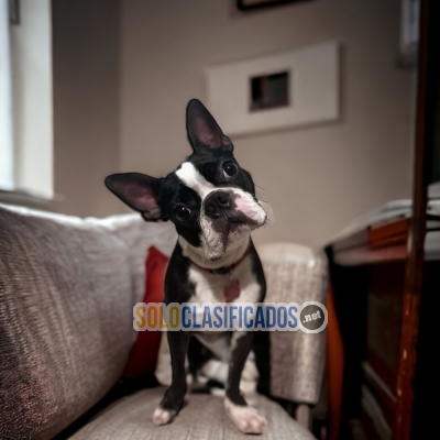 Preciosos Cachorros de raza Boston Terrier... 