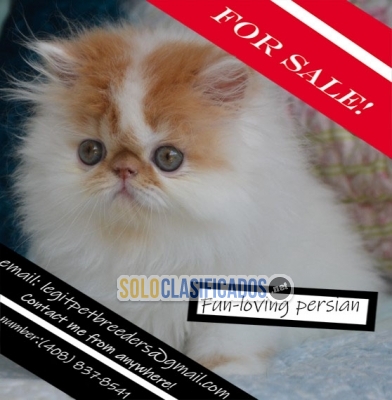 Fun-loving persian kittens for sale... 