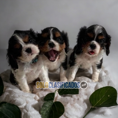 CAVALIER KING CHARLES SPANIEL    YOUR BEST COMPANY FROM TODAY++... 