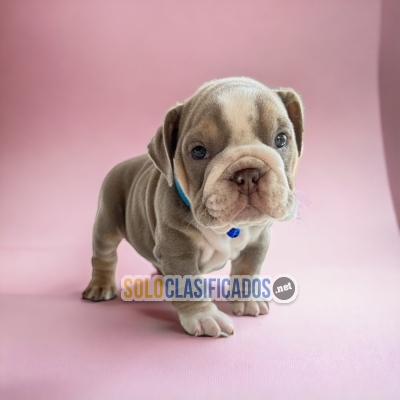 CUTE BULLDOG INGLES  PUPPY FOR SALE BUY IT NOW... 