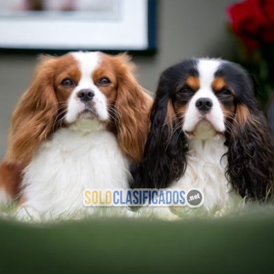 SALES OF  CAVALIER KING CHARLES SPANIEL... 